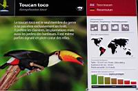 Toucan toco, Ramphastos toco (Photo F. Mrugala) (txt)